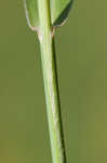 Japanese bristlegrass